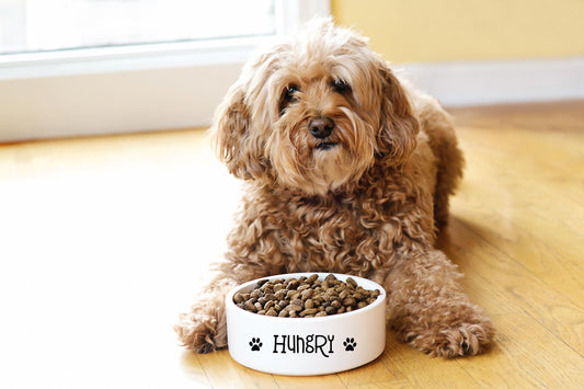 Hungry Paw Print Pet Bowl | 16 oz White Ceramic