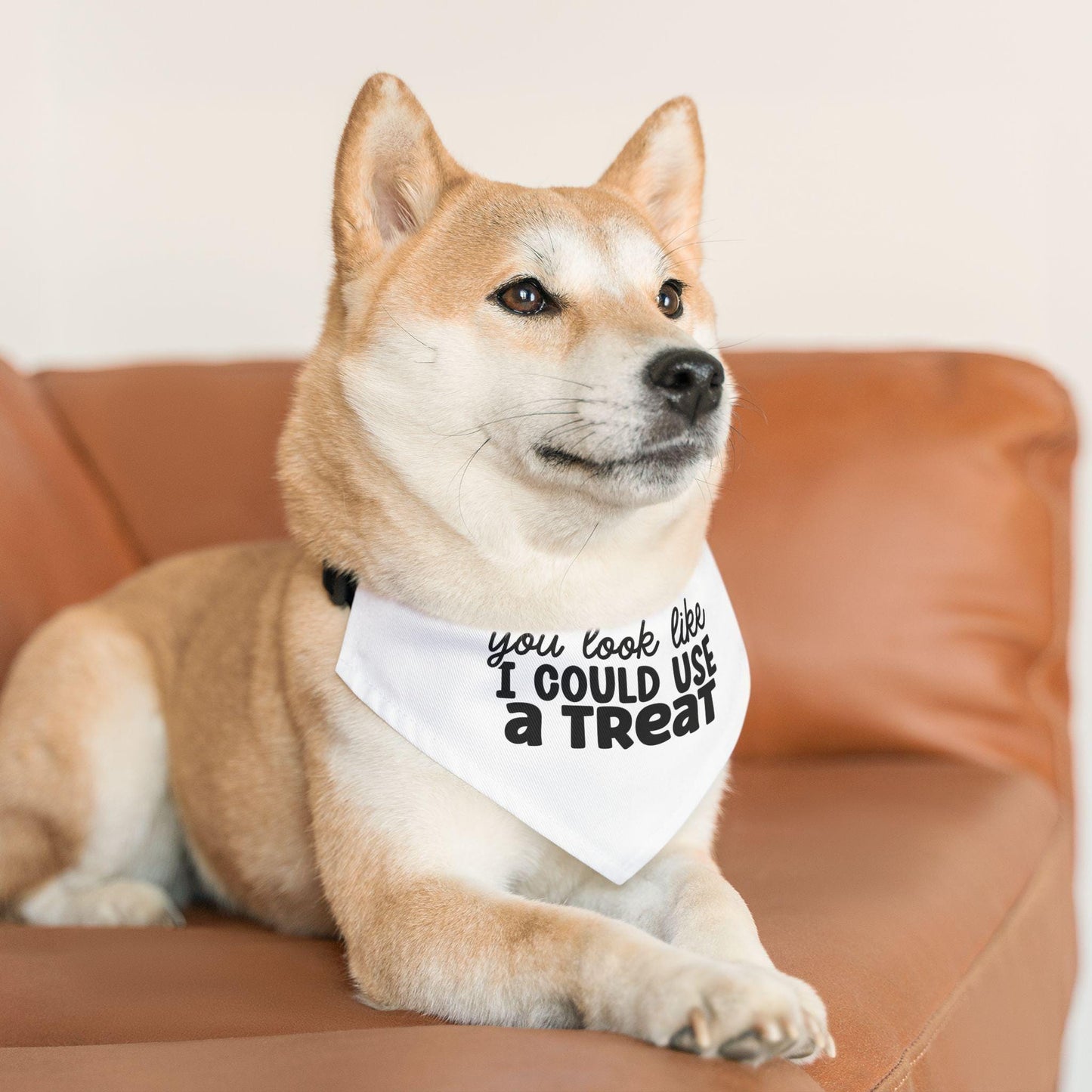 You Look Like I Could Use a Treat Pet Bandana Collar | Funny Dog Bandana