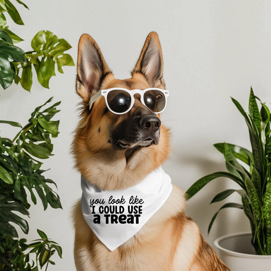 You Look Like I Could Use a Treat Pet Bandana Collar | Funny Dog Bandana