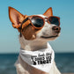 You Look Like I Could Use a Treat Pet Bandana Collar | Funny Dog Bandana